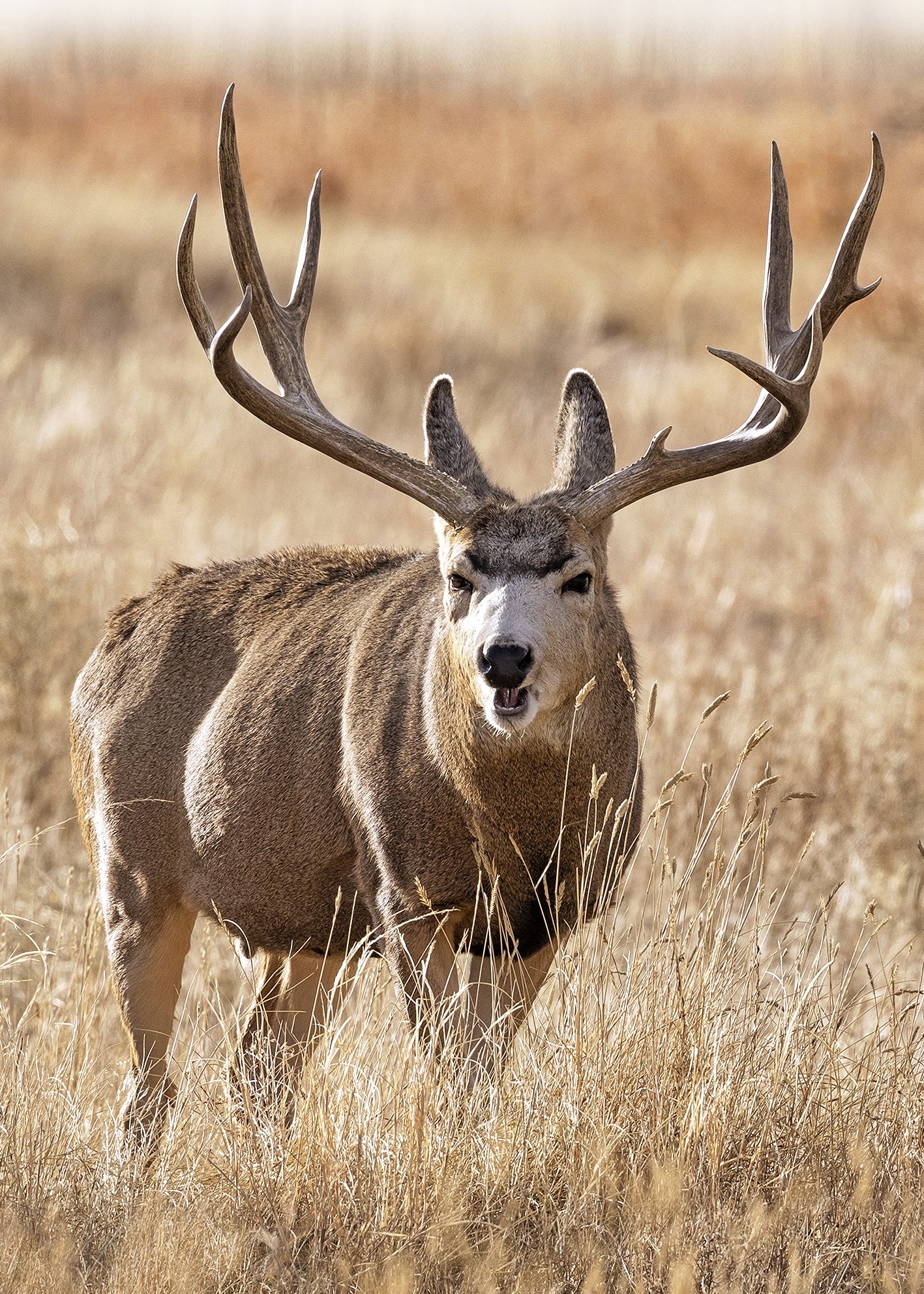 Canvastavla - Antler