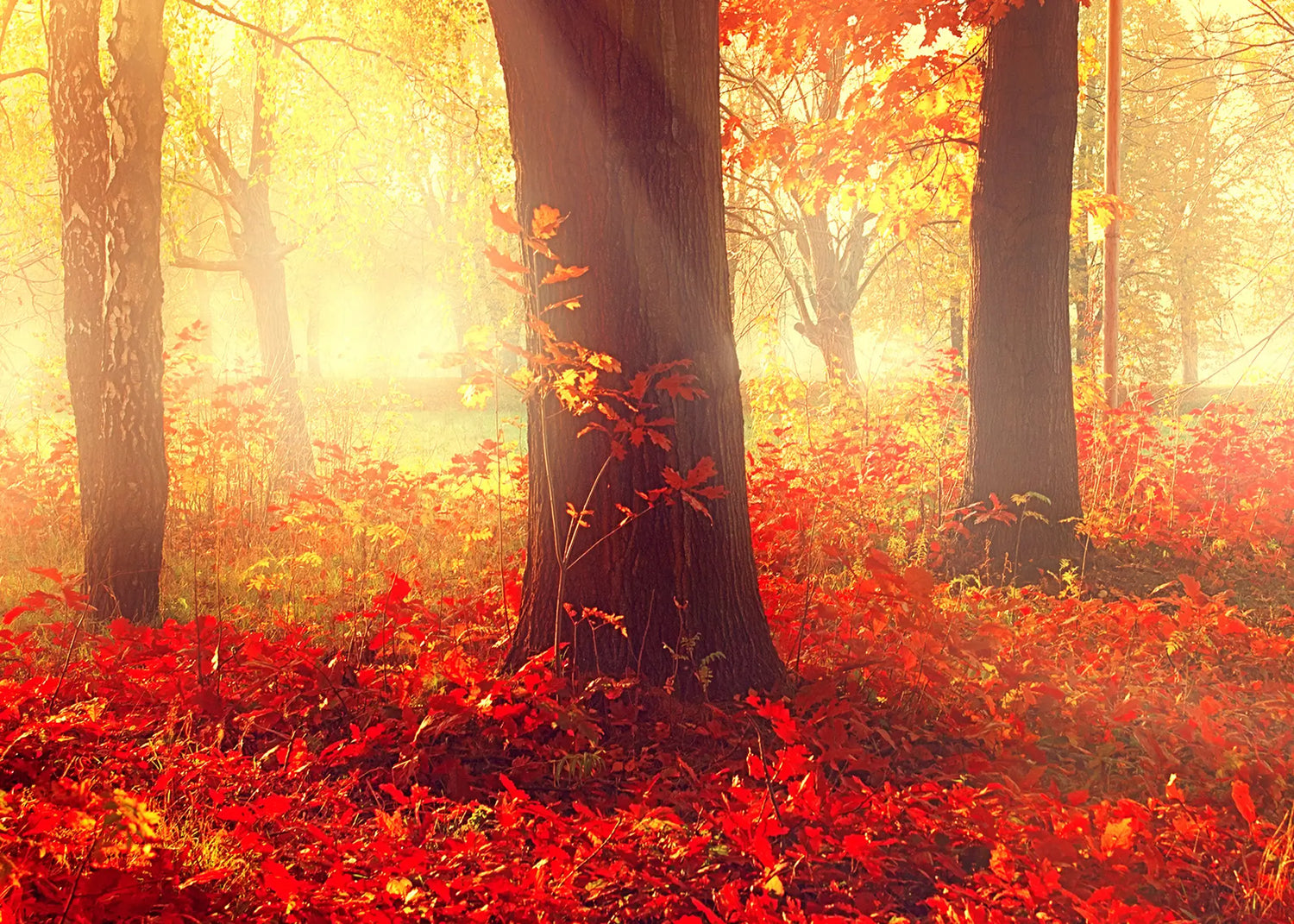 Canvastavla - Autumn morning