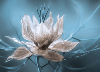 Canvastavla - White flowers