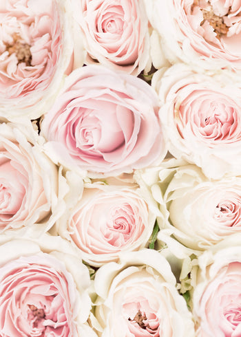 Canvastavla - Pink Roses