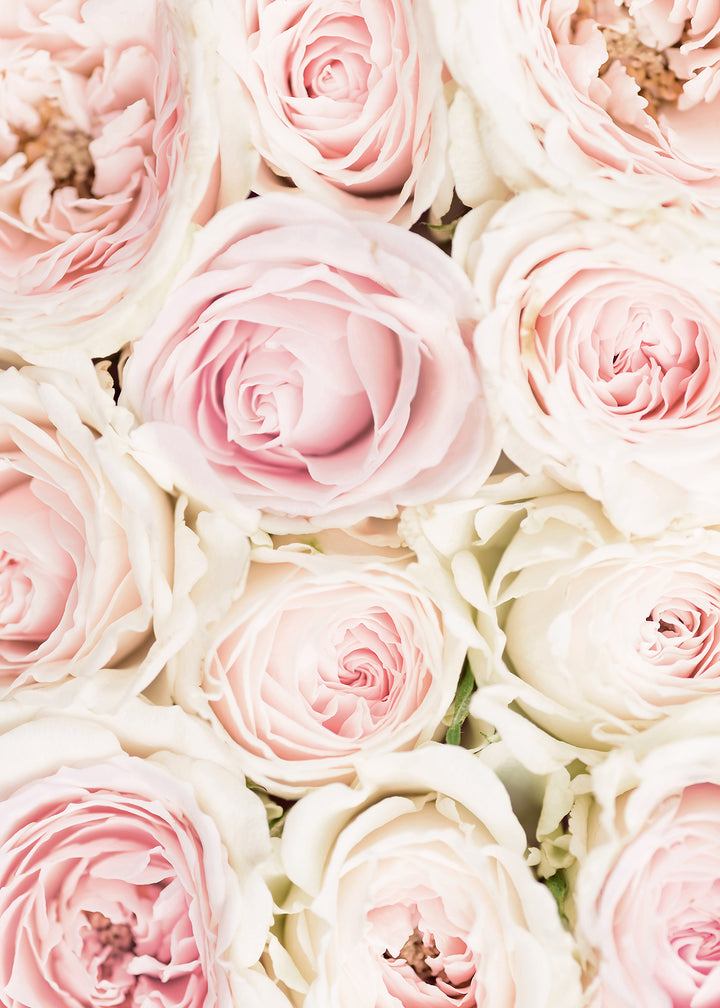 Canvastavla - Pink Roses