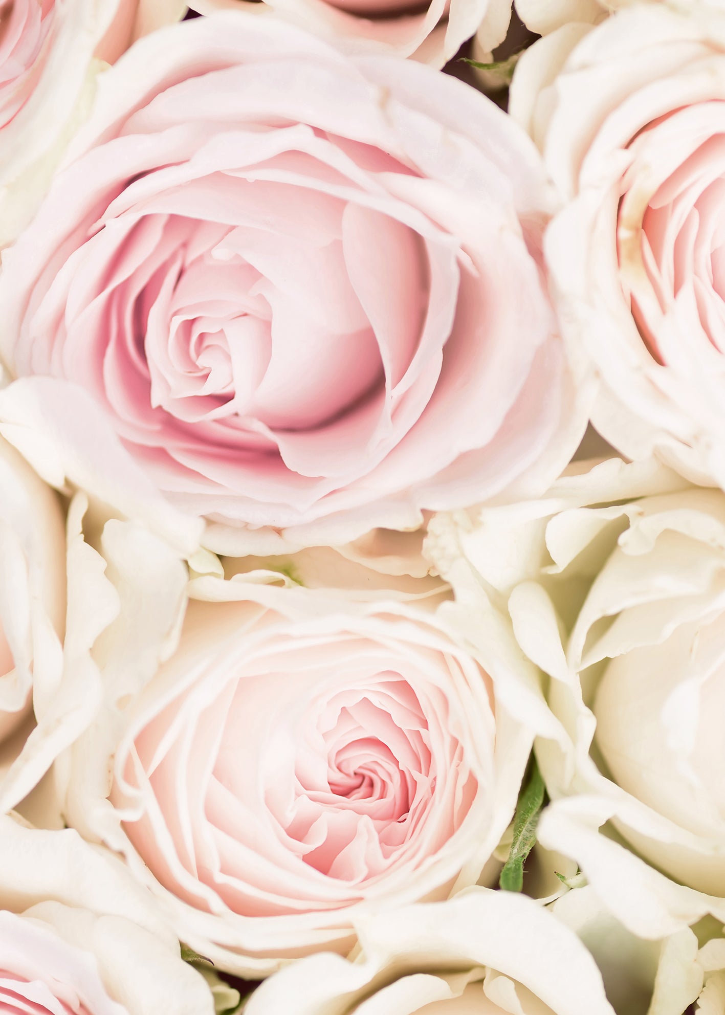 Canvastavla - Pink Roses