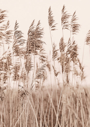Canvastavla - Reed bolinder