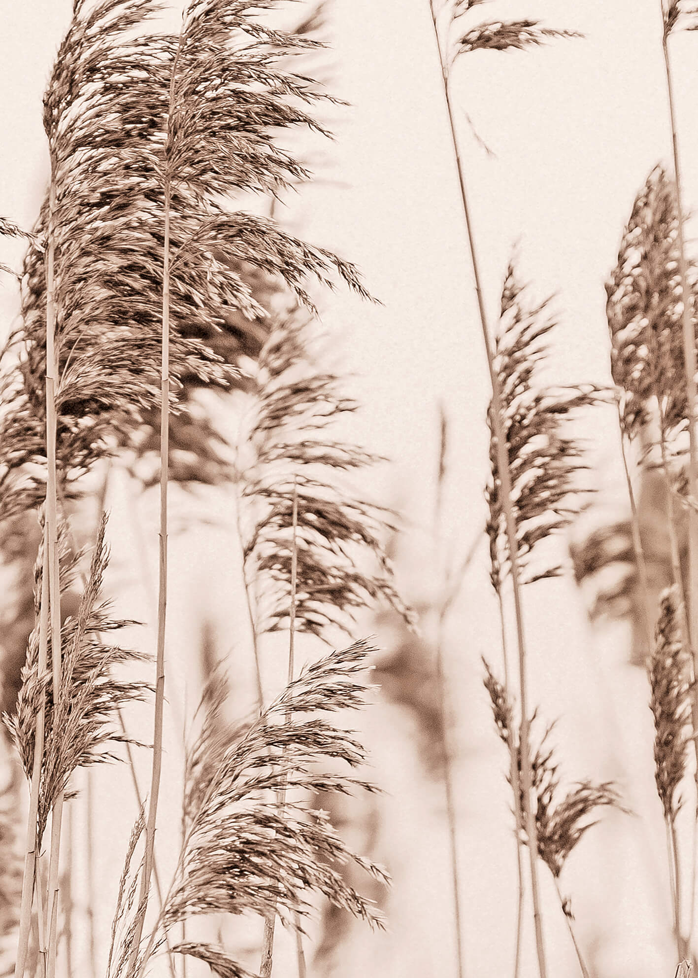 Canvastavla - Reed bolinder