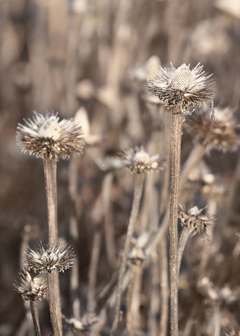 Canvastavla - Coneflowers