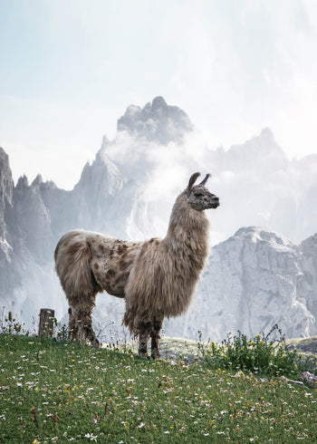 Canvastavla - Alpacia