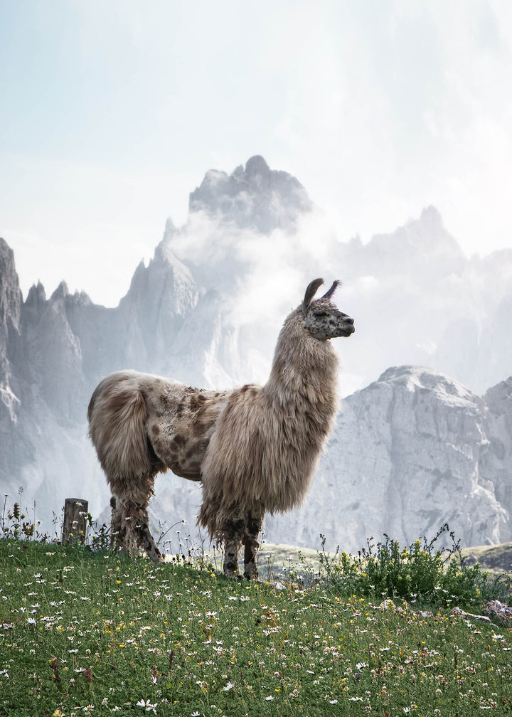 Canvastavla - Alpacia