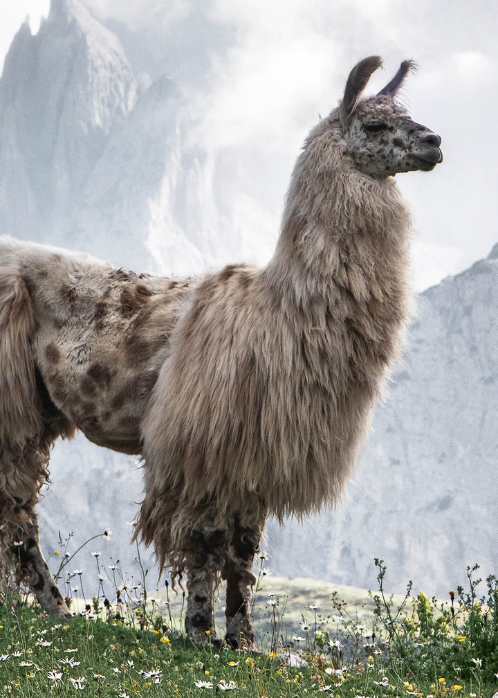 Canvastavla - Alpacia