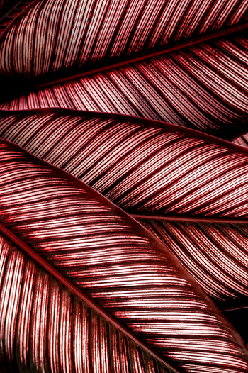 Canvastavla - Calathea