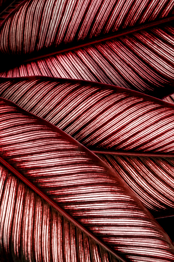 Canvastavla - Calathea