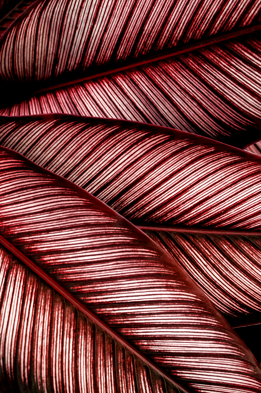 Ljuddämpande tavla - Calathea