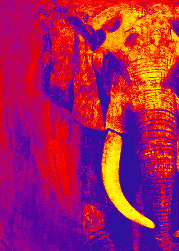 Abstrakt Oljemålning - Elefant