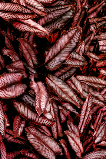 Canvastavla - Tropical Leaves