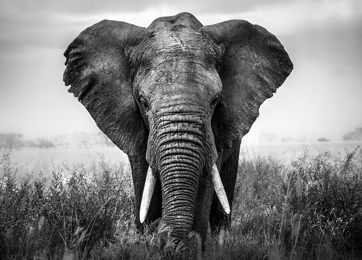 Canvastavla - Black & White Elephant