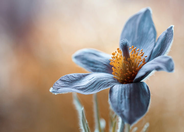 Canvastavla - Blue flowers
