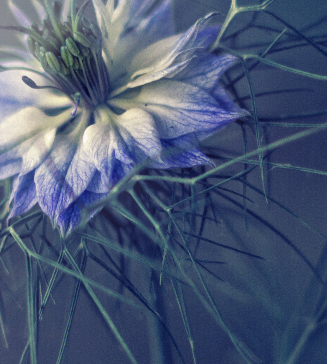 Canvastavla - Purple Flowers