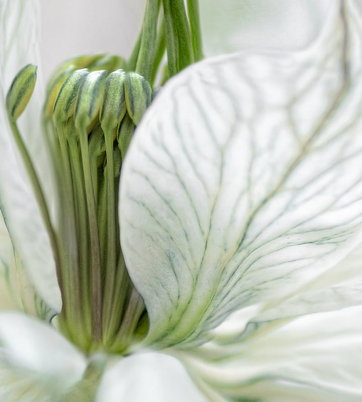 Canvastavla - White flowers