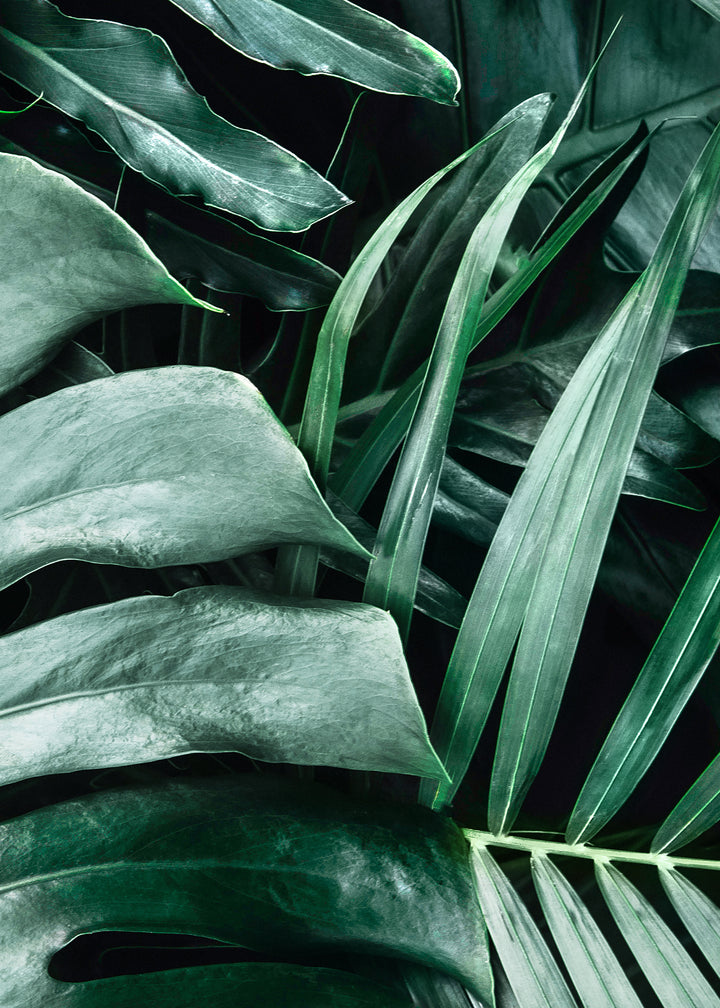 Canvastavla - Monstera
