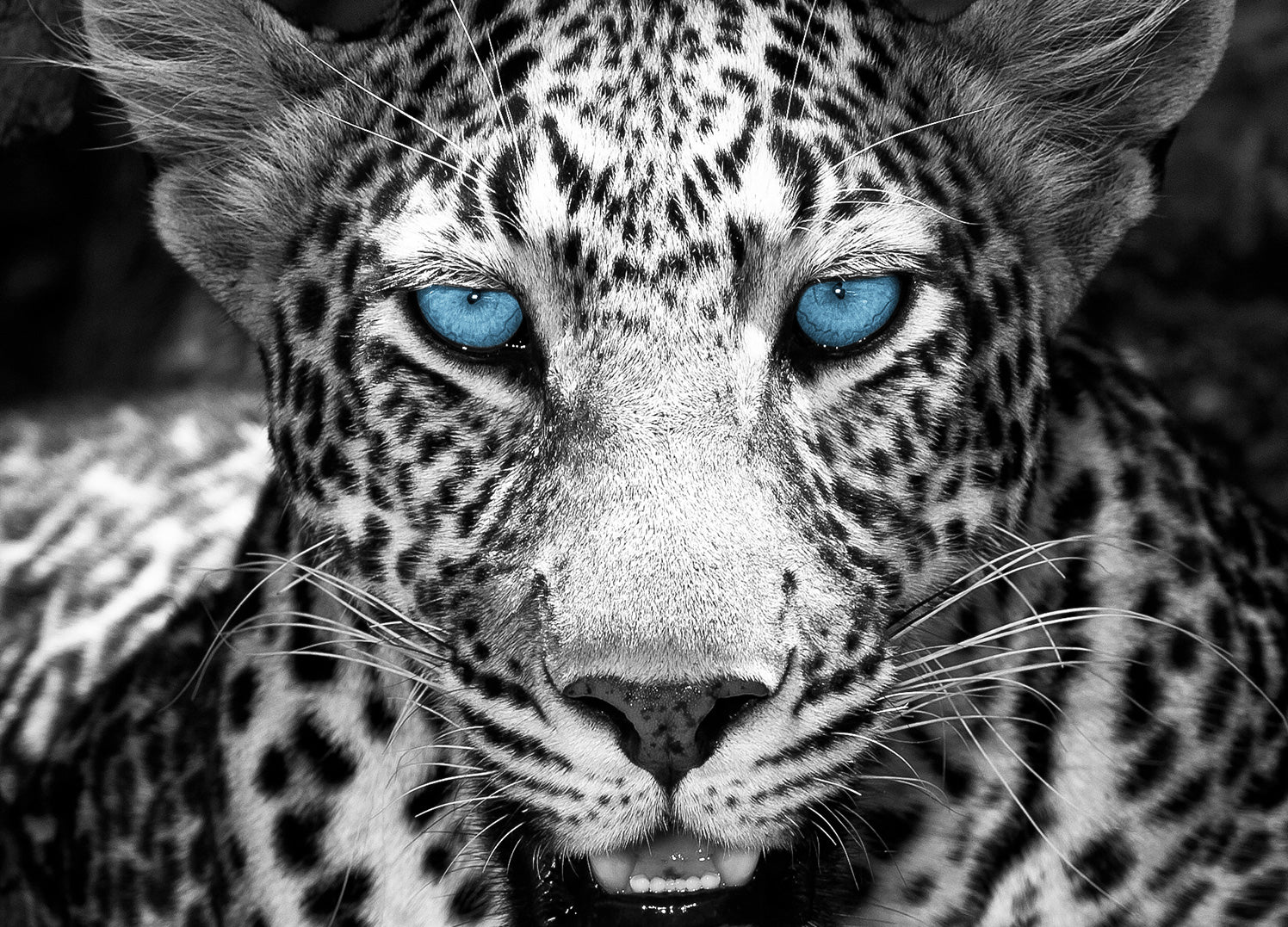 Canvastavla - Eyes of a Leopard