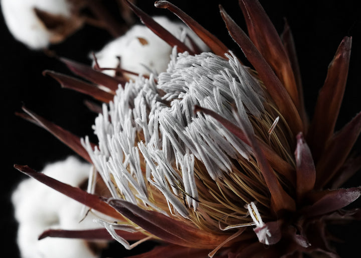 Ljuddämpande tavla - Sugarbushes