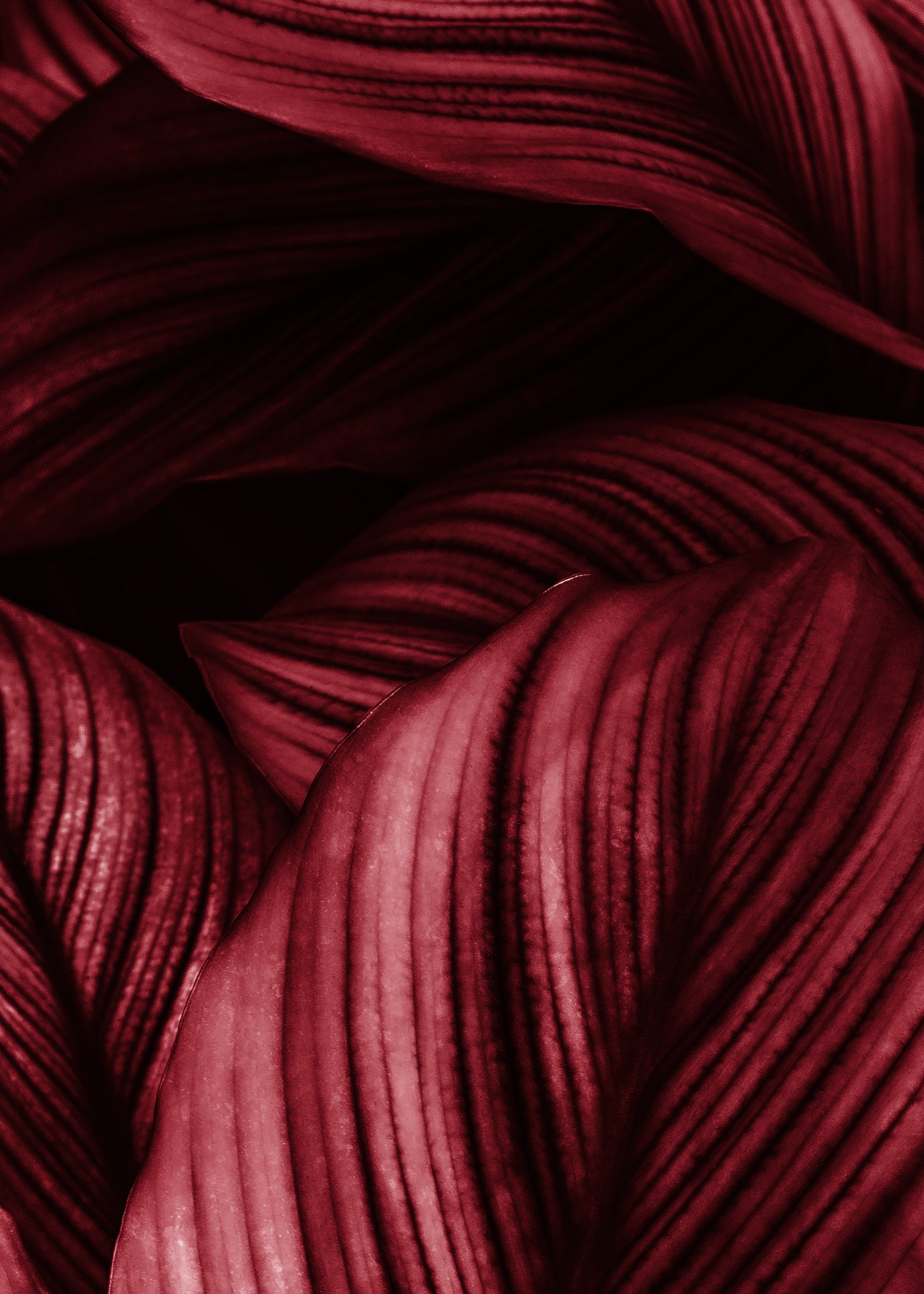 Canvastavla - Viva Magenta Leaf