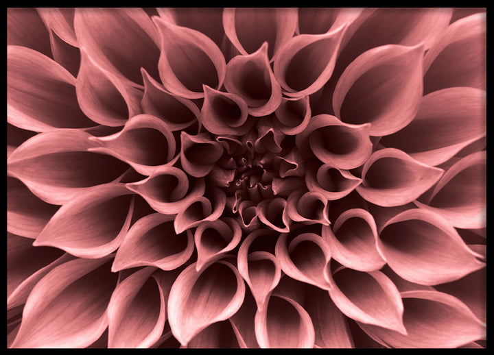 Poster - Perennials