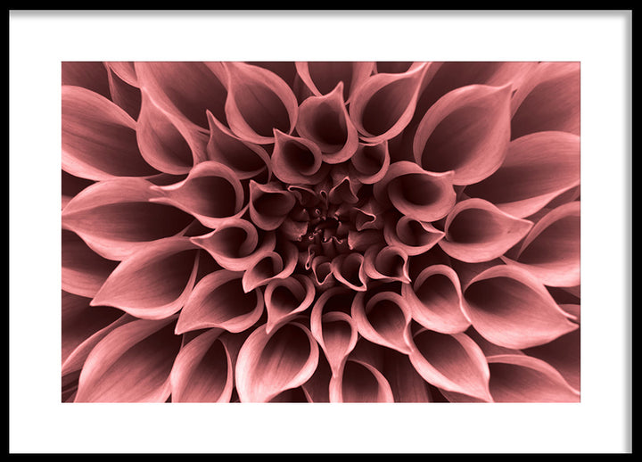Poster - Perennials