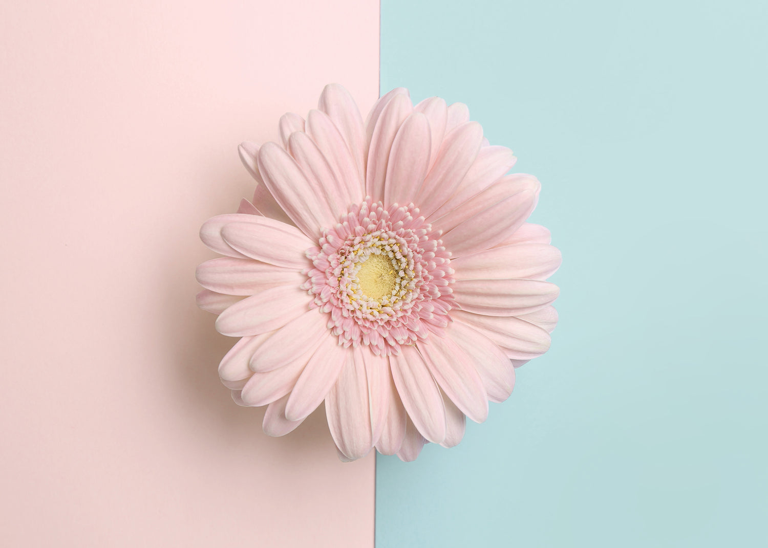 Canvastavla - Gerbera