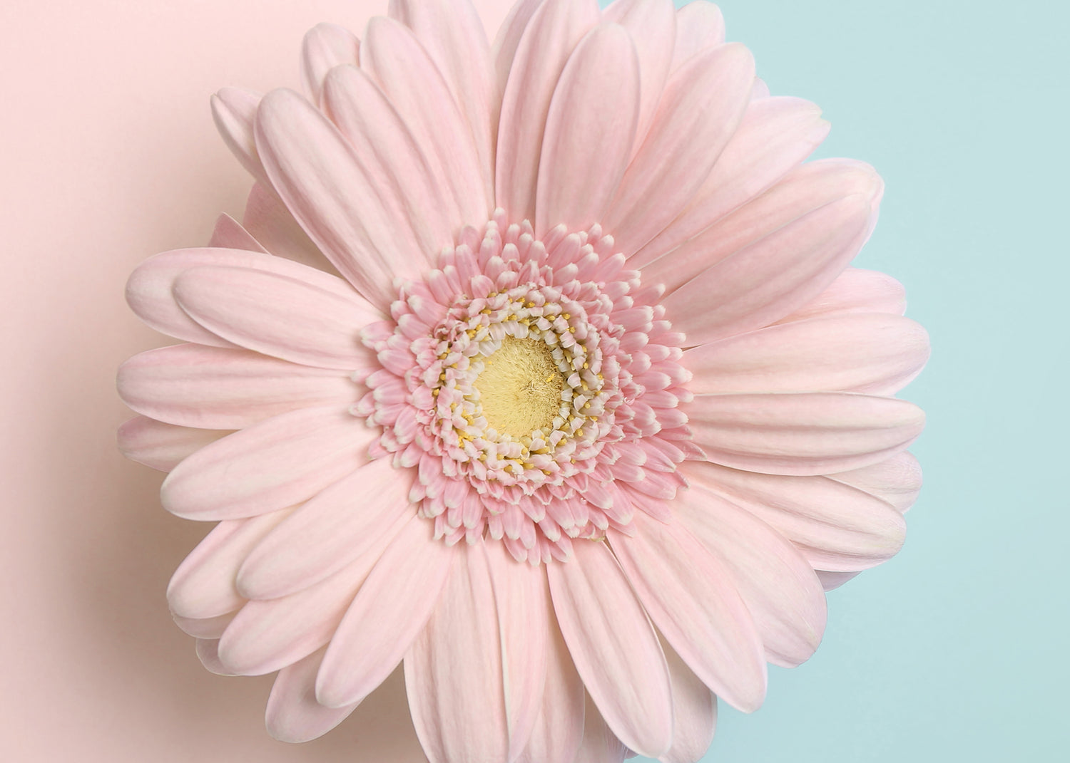 Canvastavla - Gerbera