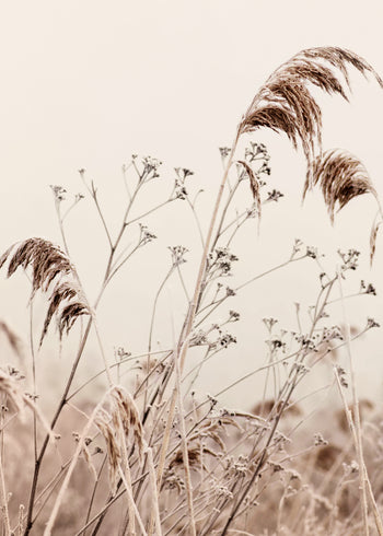 Canvastavla - Nature reeds