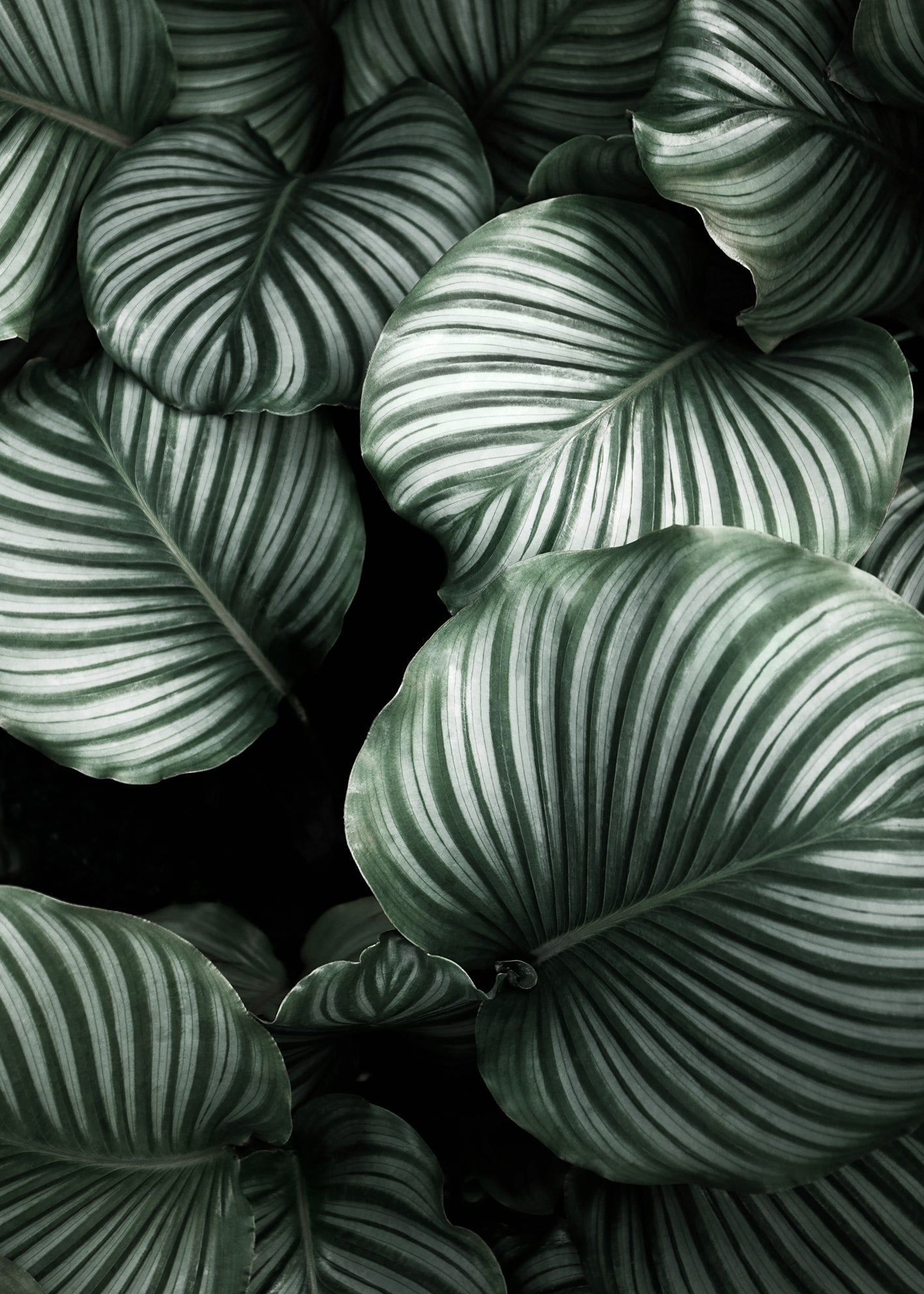 Canvastavla - Green Leavs