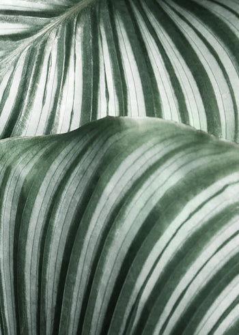 Canvastavla - Green Leavs