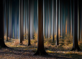 Canvastavla - Mysterious blue forest