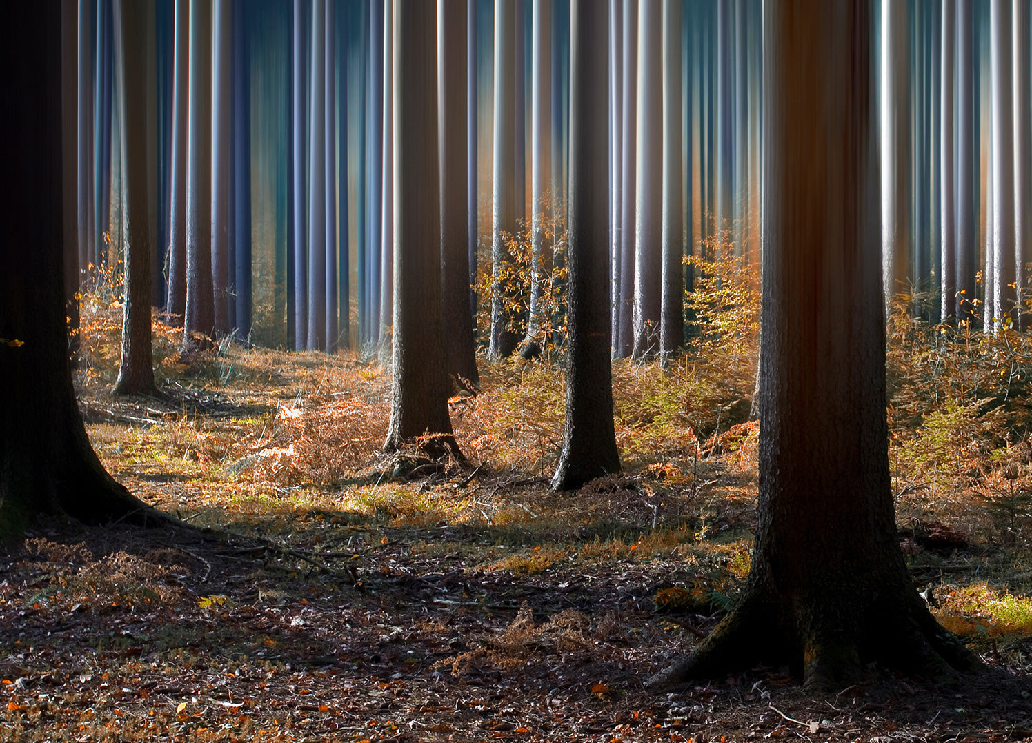 Canvastavla - Mysterious blue forest
