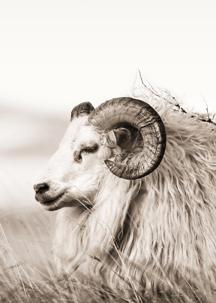 Canvastavla - Aries