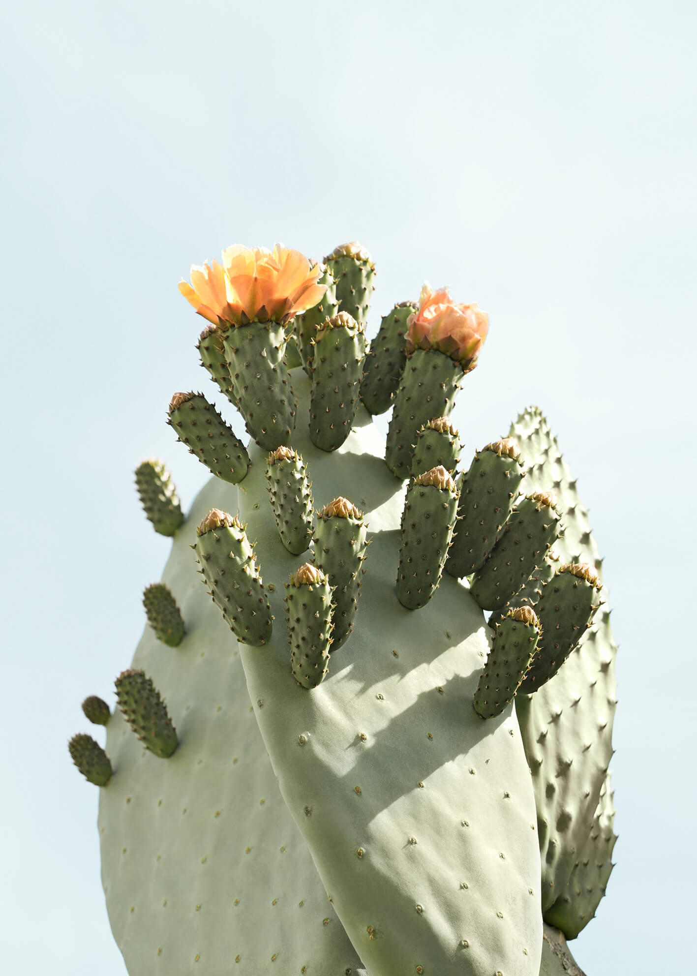 Canvastavla - Cactus Flower