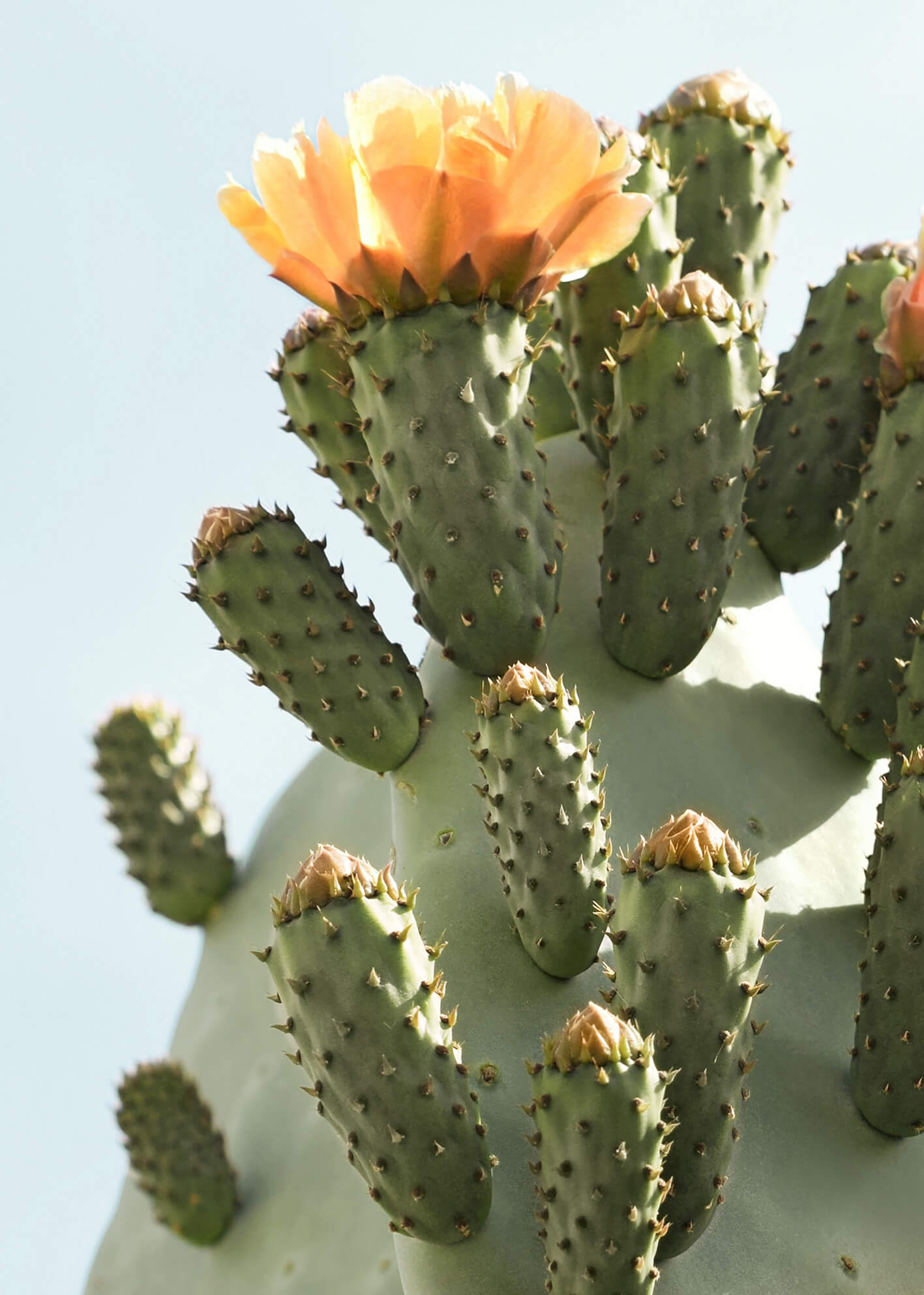 Canvastavla - Cactus Flower