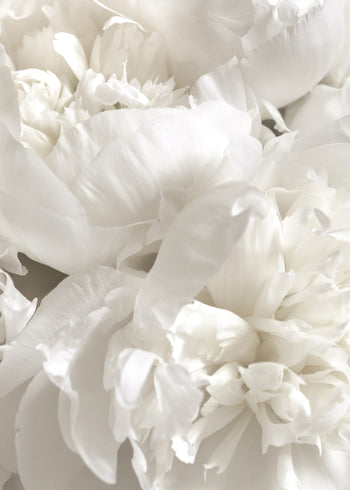 Canvastavla - White Peonies