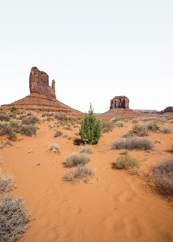 Canvastavla - Wildcat Trail