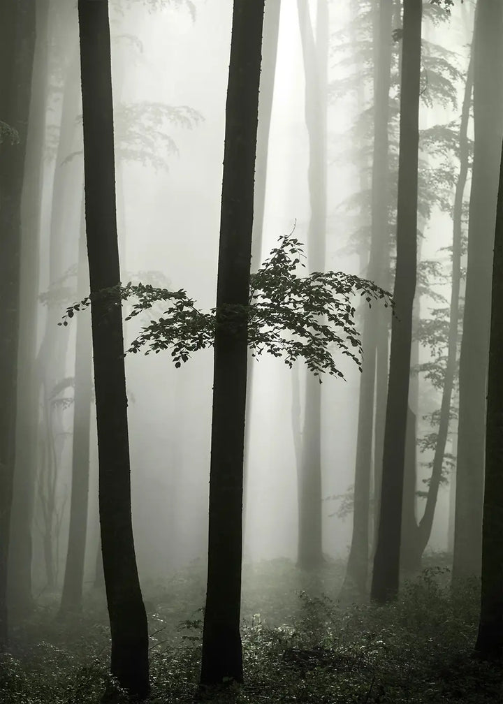 Poster - Beech Forest