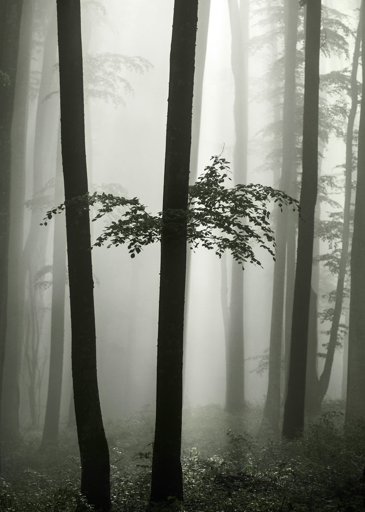 Canvastavla - Beech Forest