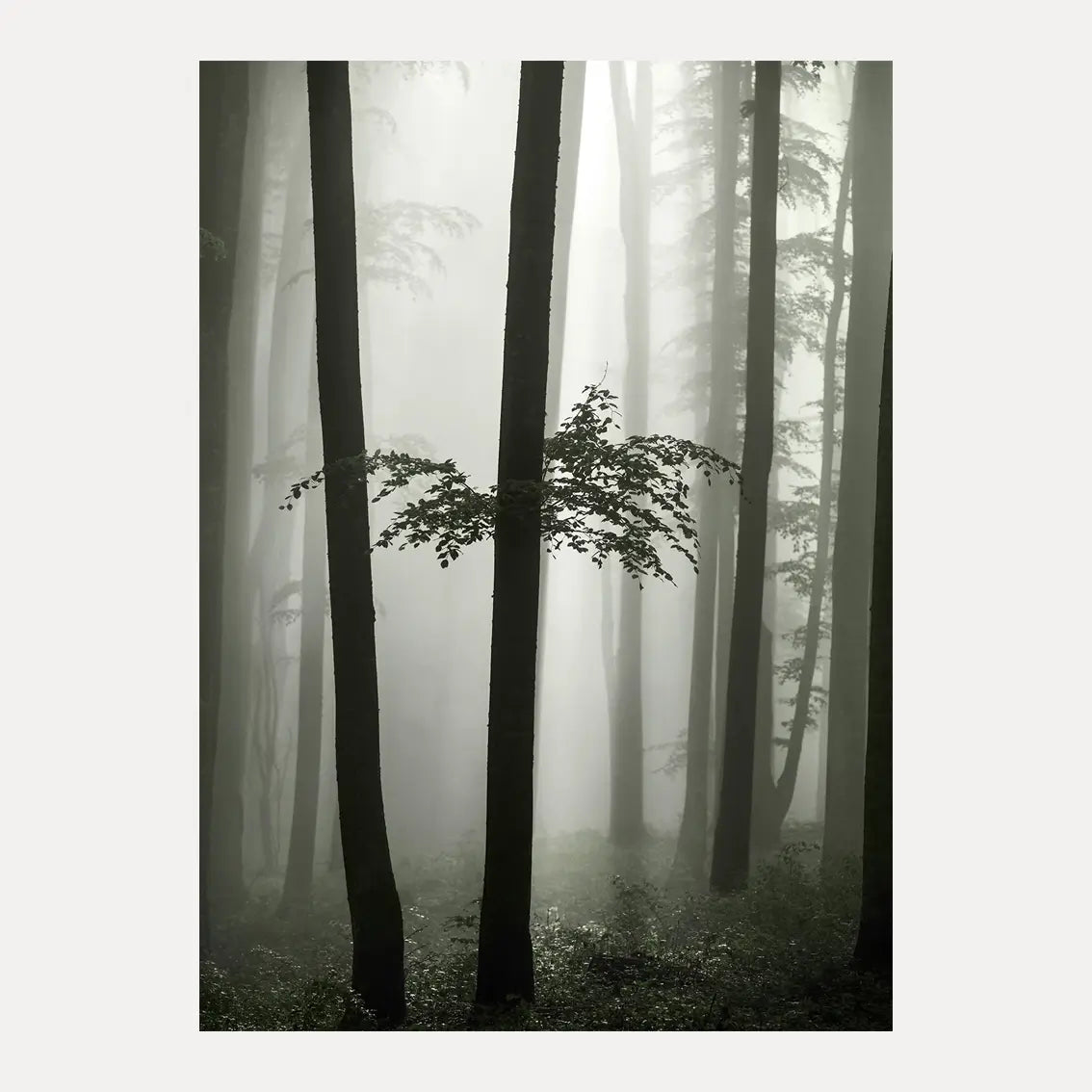 Poster - Beech Forest