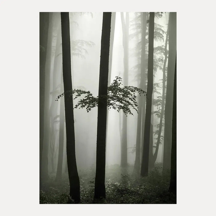 Poster - Beech Forest