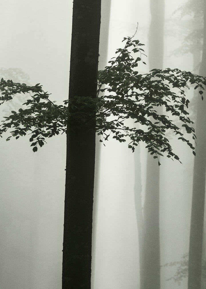Canvastavla - Beech Forest