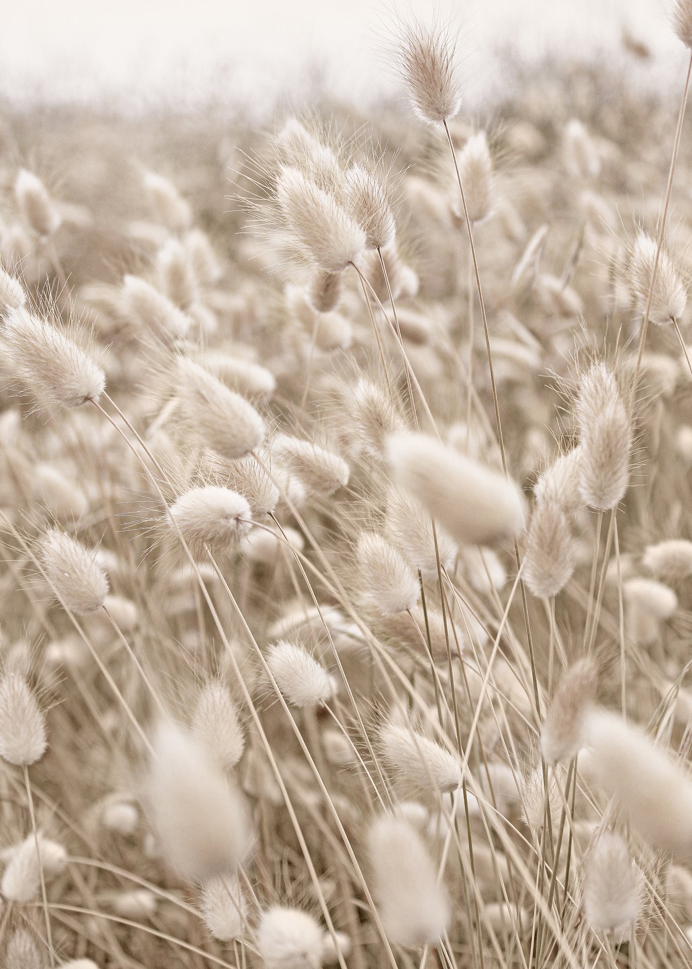 Canvastavla - Wind Fields