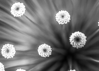 Canvastavla - Black and white Dandelion