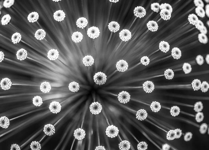 Canvastavla - Black and white Dandelion