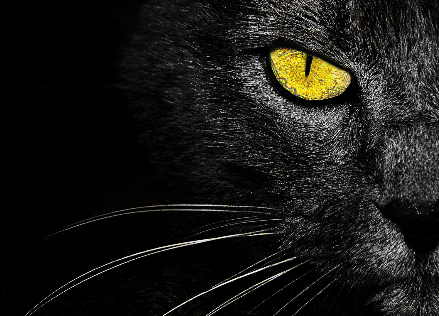 Canvastavla - Black cat