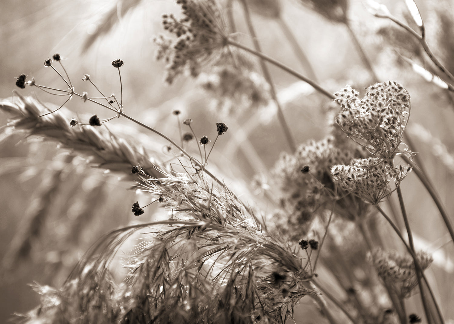 Canvastavla - Mildness