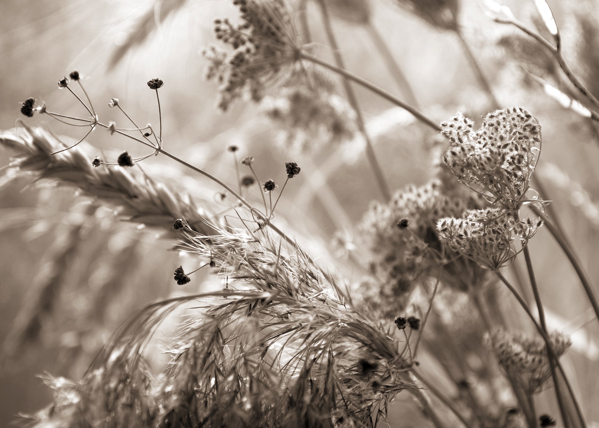 Canvastavla - Mildness
